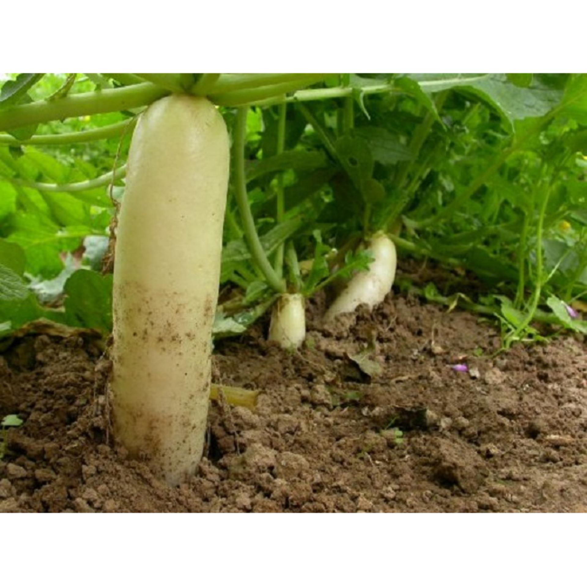 20g Hạt giống Củ cải trắng
