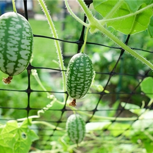 Hạt Giống Dưa Hấu Mini Loại Tốt. Túi 10 Hạt
