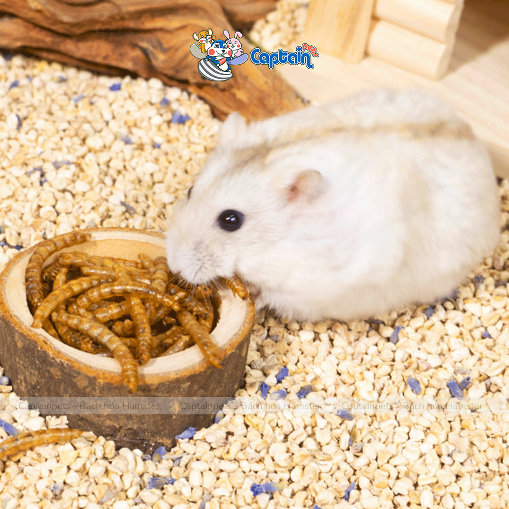 [FREESHIP MAX] Sâu rang vỗ béo cho Hamster - Bách hóa Hamster