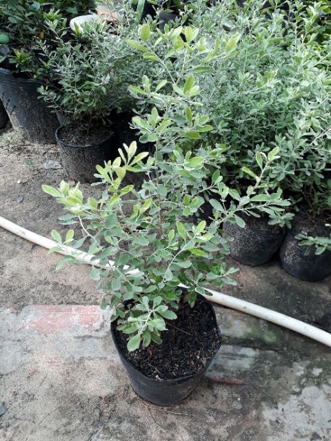 Cây tuyết Sơn phi hồng