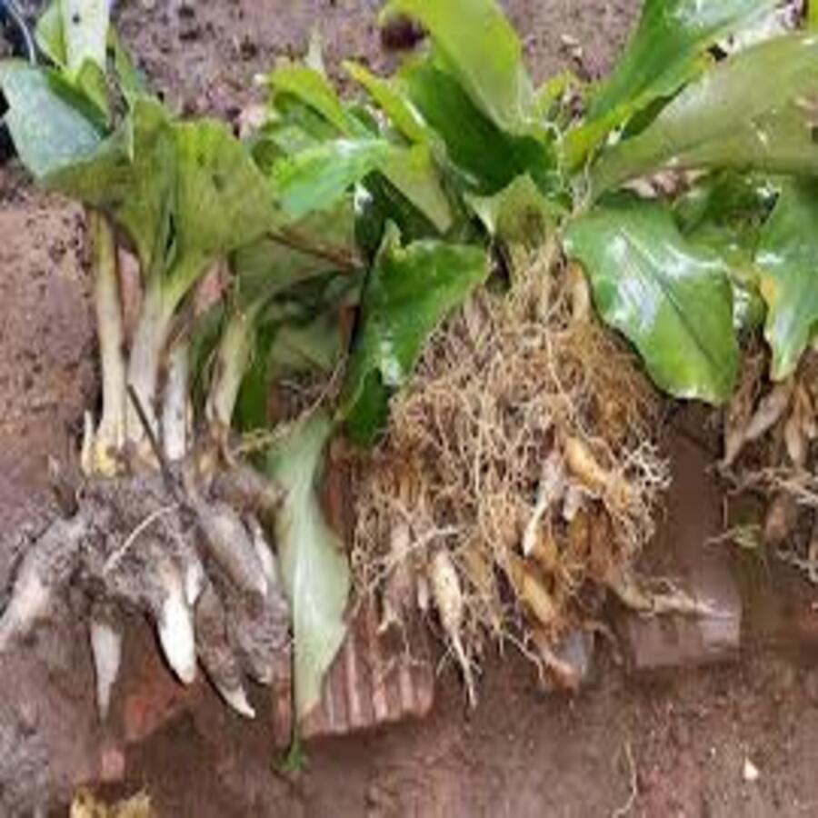 Củ Địa Liền (Xá Kén) Tươi 500G lz3