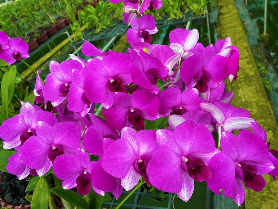 HOA LAN DEN LAI HỒ ĐIỆP TÍM