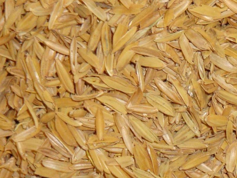 1Kg Vỏ trấu khô trồng cây