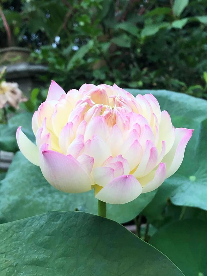 Củ sen chaming lip ( C28)