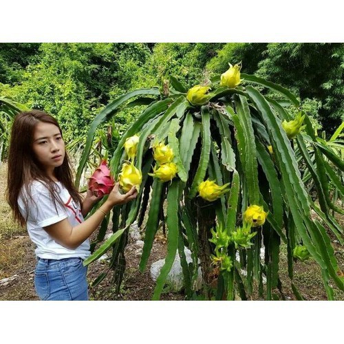 THANH LONG RUỘT VÀNG VỎ VÀNG