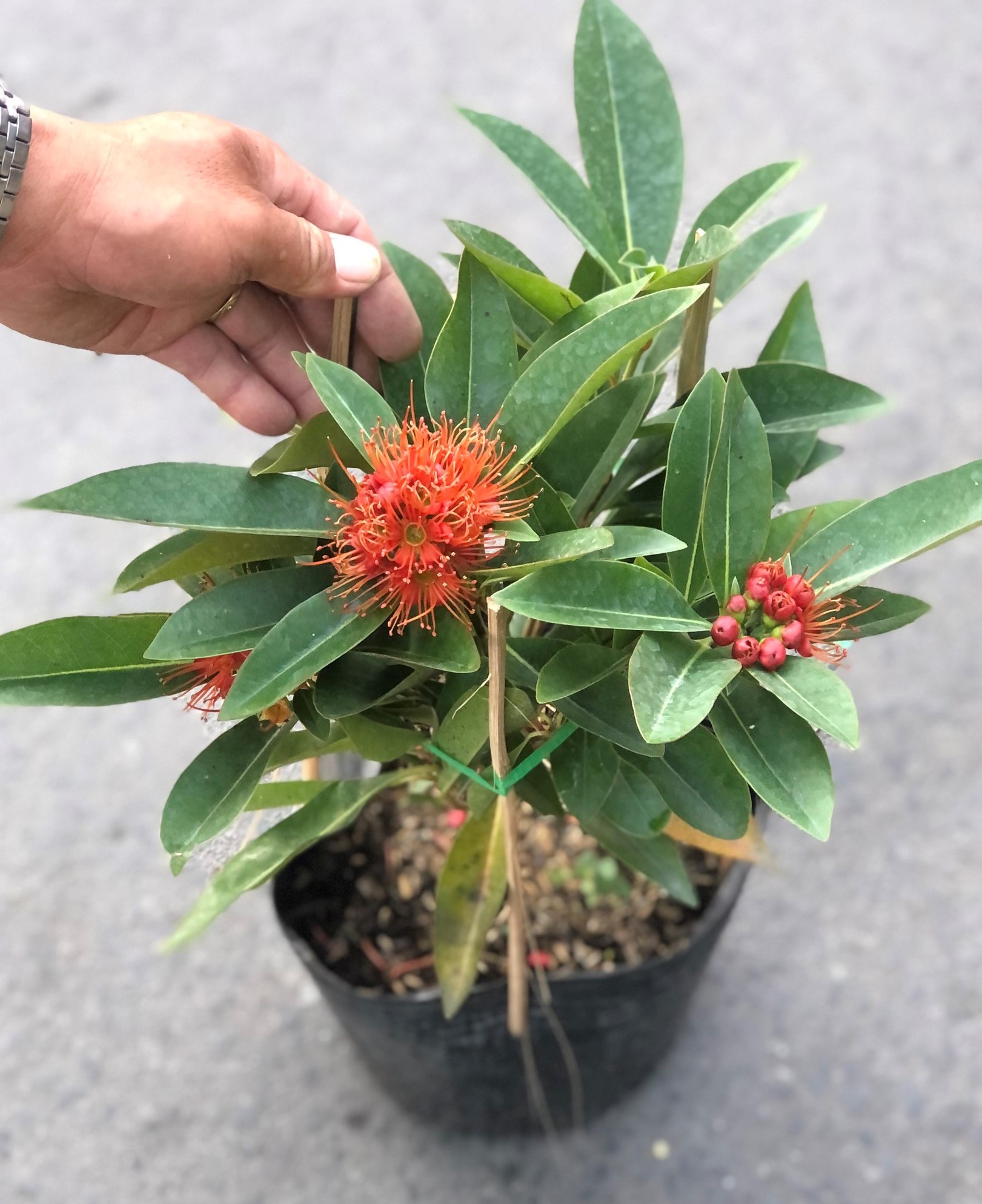 Chậu cây Mai Thái hoa màu đỏ