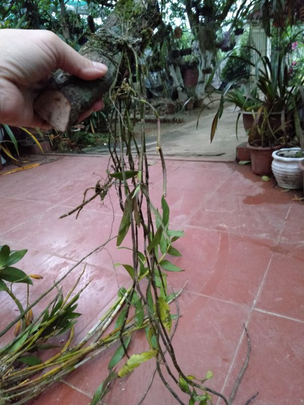 hoa phong lan hoàng thảo hương vani