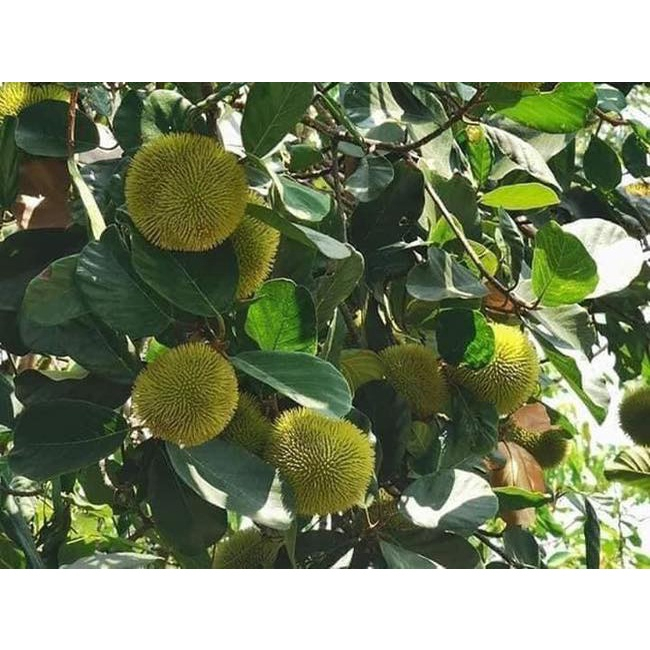 Cây giống mít ấn độ quả nhỏ siêu ngọt