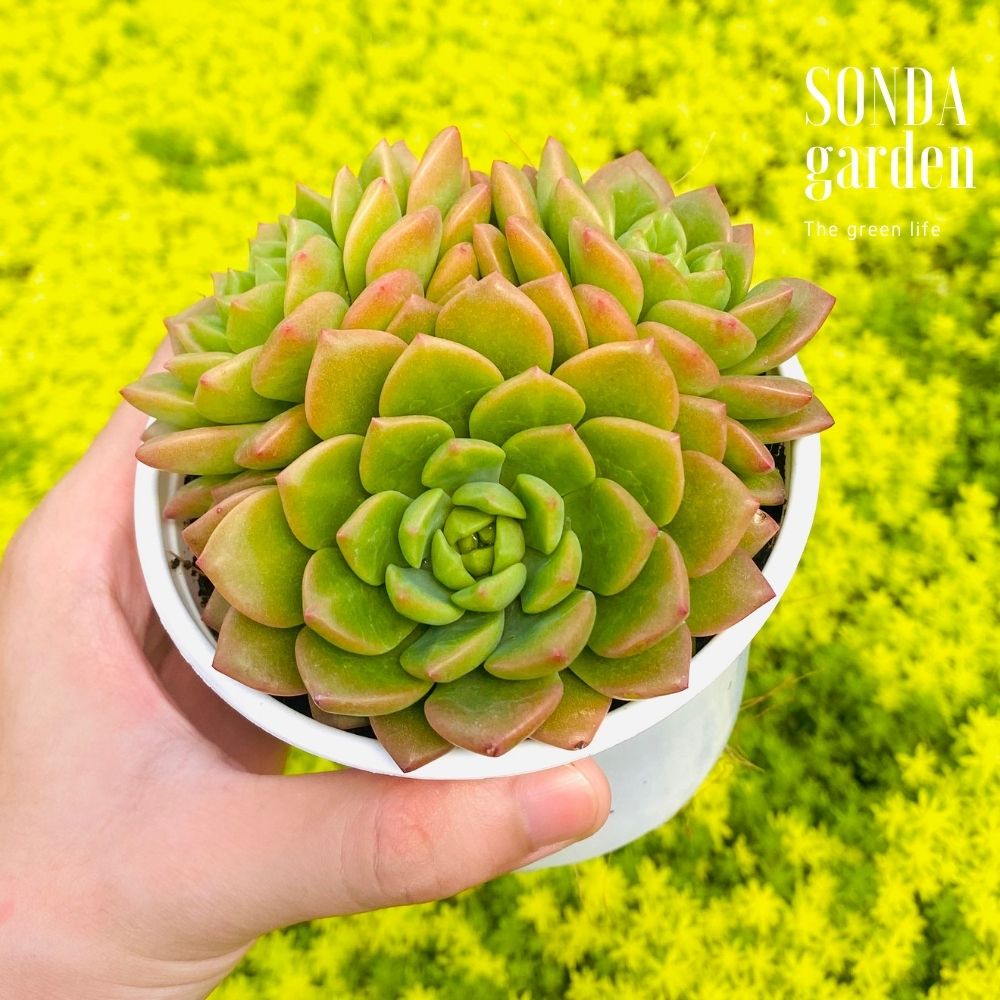 SEN ĐÁ MẶT TRỜI SIZE TRUNG BÌNH KHOẺ ĐẸP LỖI 1 ĐỔI 1
