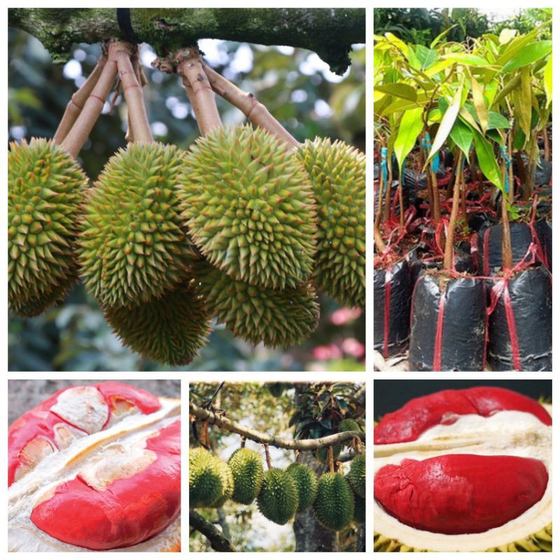 Cây giống sầu riêng ruột đỏ thái lan