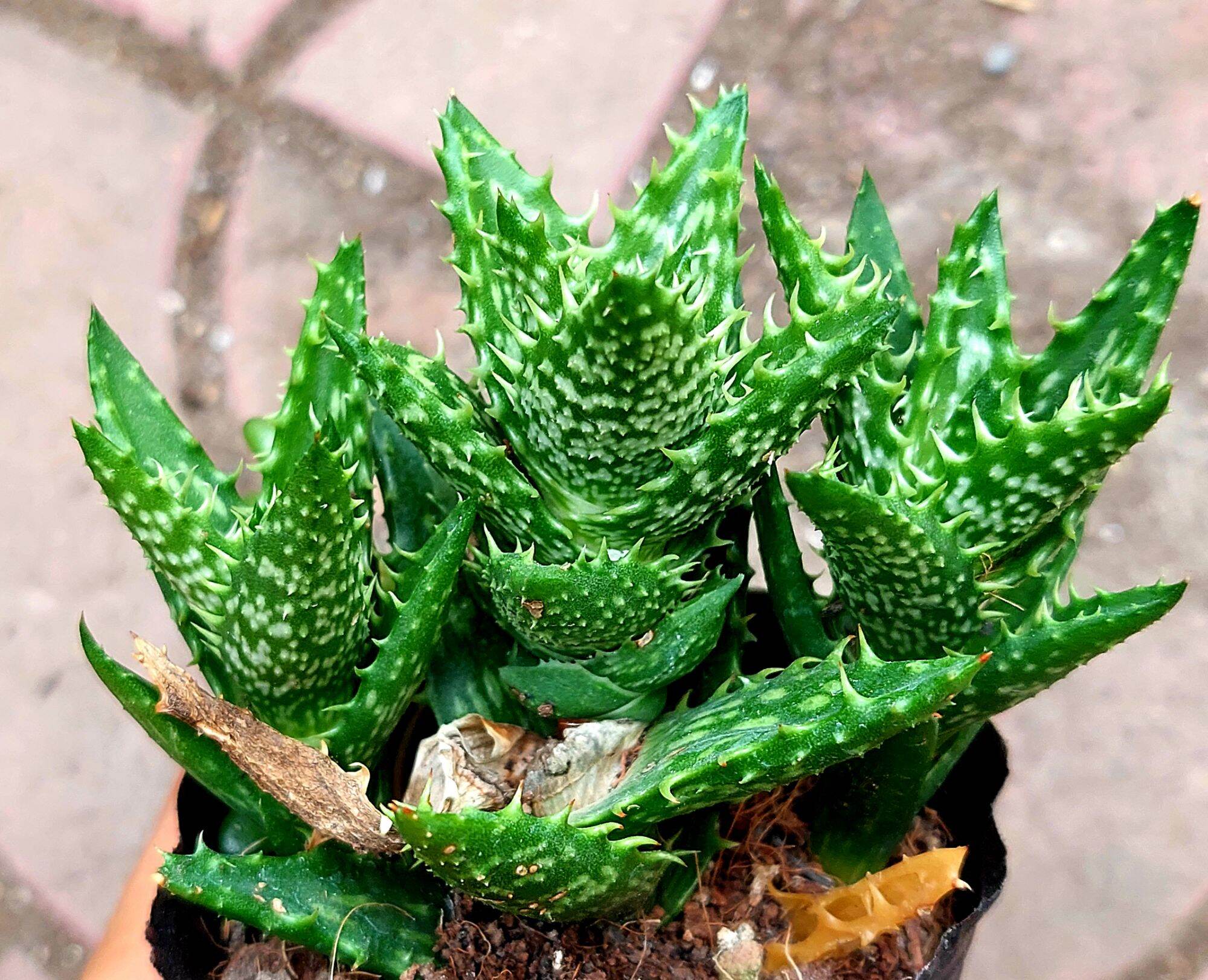 Sen đá HÀM CÁ MẬP size bầu 5-6cm