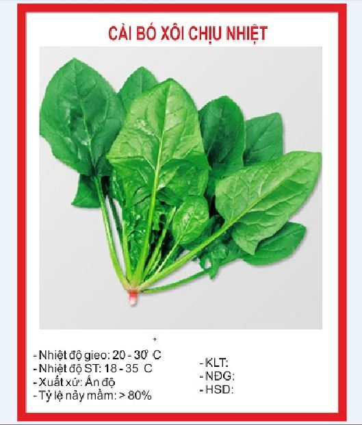 Hạt giống rau cải bó xôi chịu nhiệt - Rau.bina - ( gói 20 gram )