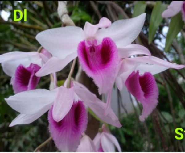 Lan phi điệp và trầm cây giống