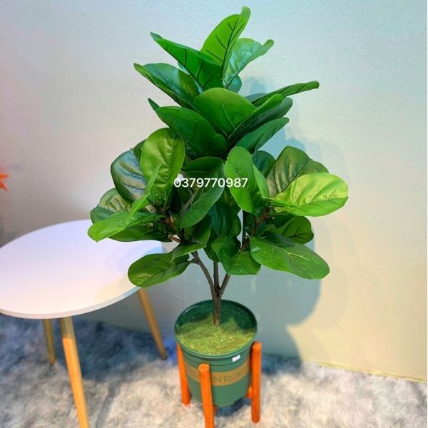 Cây bàng Singapo giả 3 nhánh cây to TẶNG chậu nhựa phủ rêu