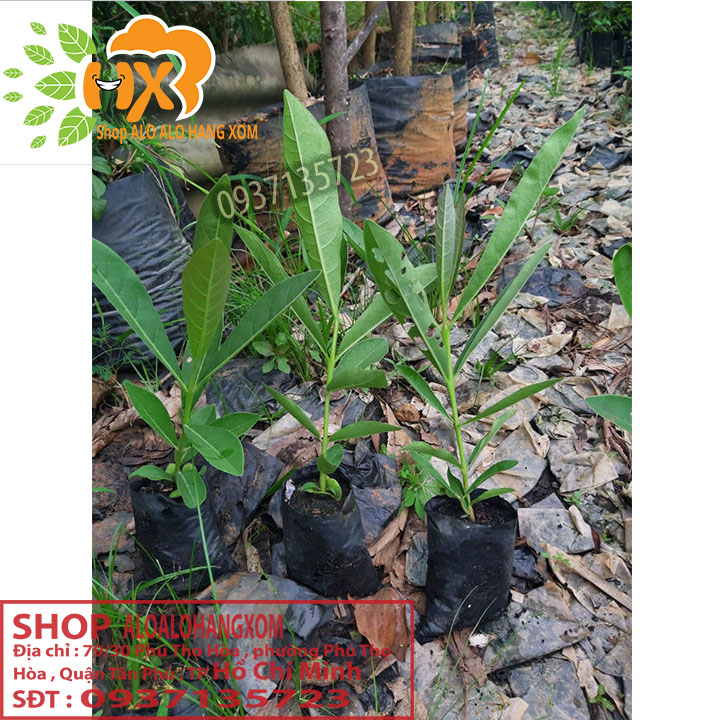 cây hoa chuông vàng cây giống (combo 5 cây)