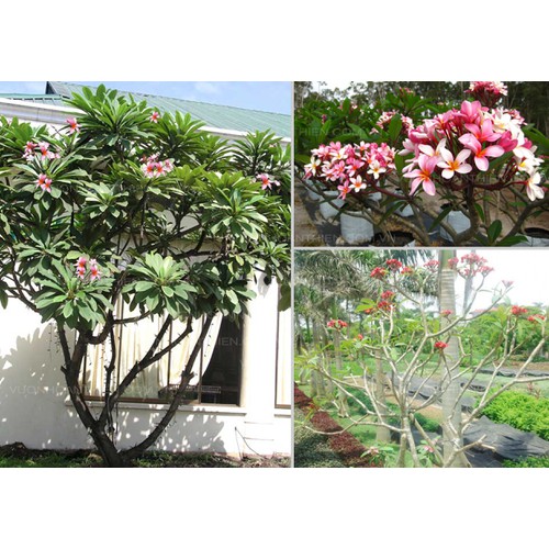 CÂY HOA ĐẠI ĐỎ (HOA SỨ , HOA SỨ CÙI ) SIÊU ĐẸP-BẦU CÂY GIỐNG