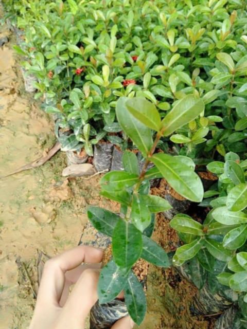 Cây giống mẫu đơn 1 thân cao 60cm