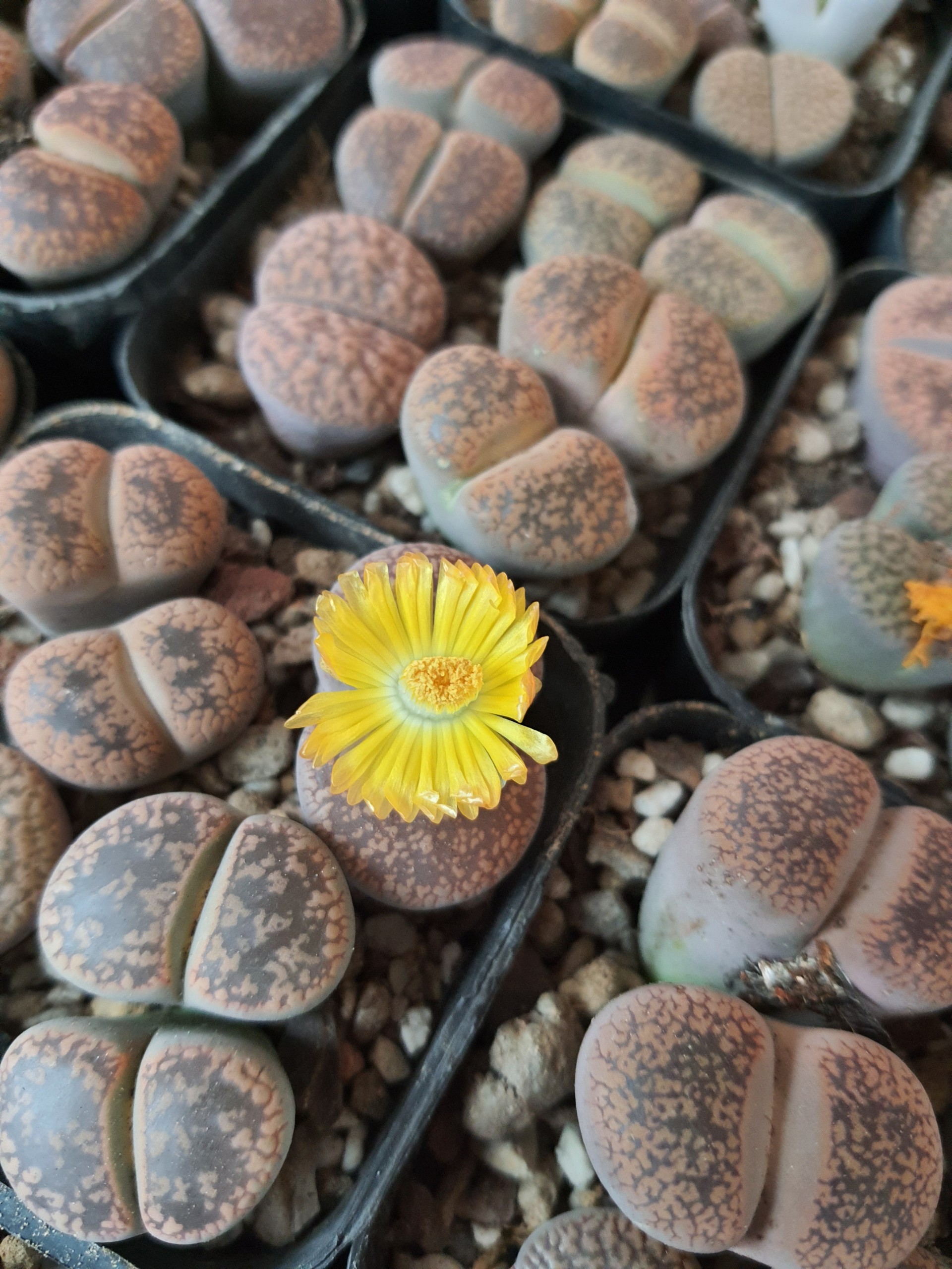 1 sen mông | Lithops | thạch lan dòng Hookeri dễ chăm nhất, giá rẻ