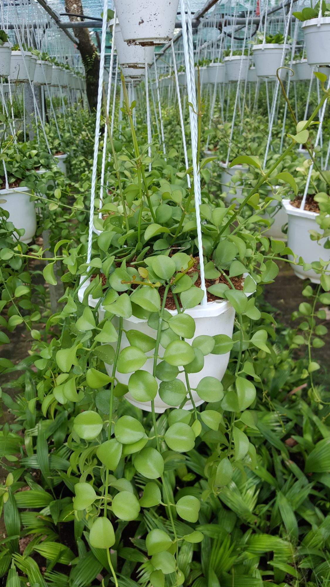 DÂY ĐÔLA ( LAN HẠT DƯA)