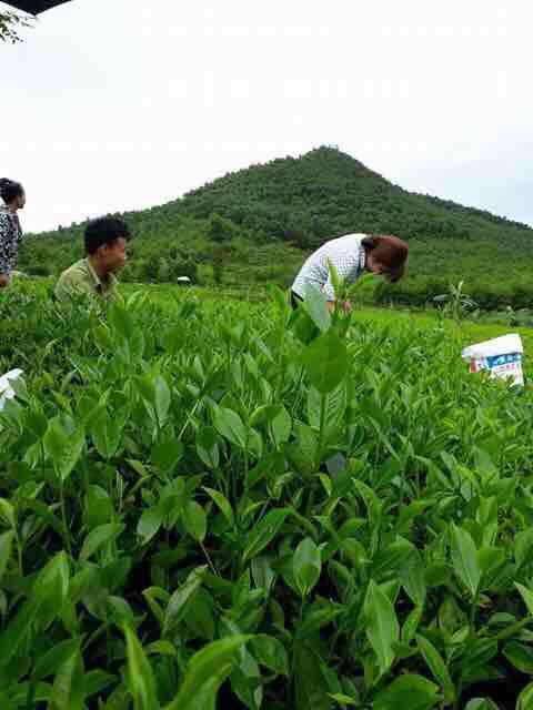 100GR BỘT TRÀ XANH DÙNG THỬ ĐẮP MẶT CỰC THÍCH MỀM MỊN