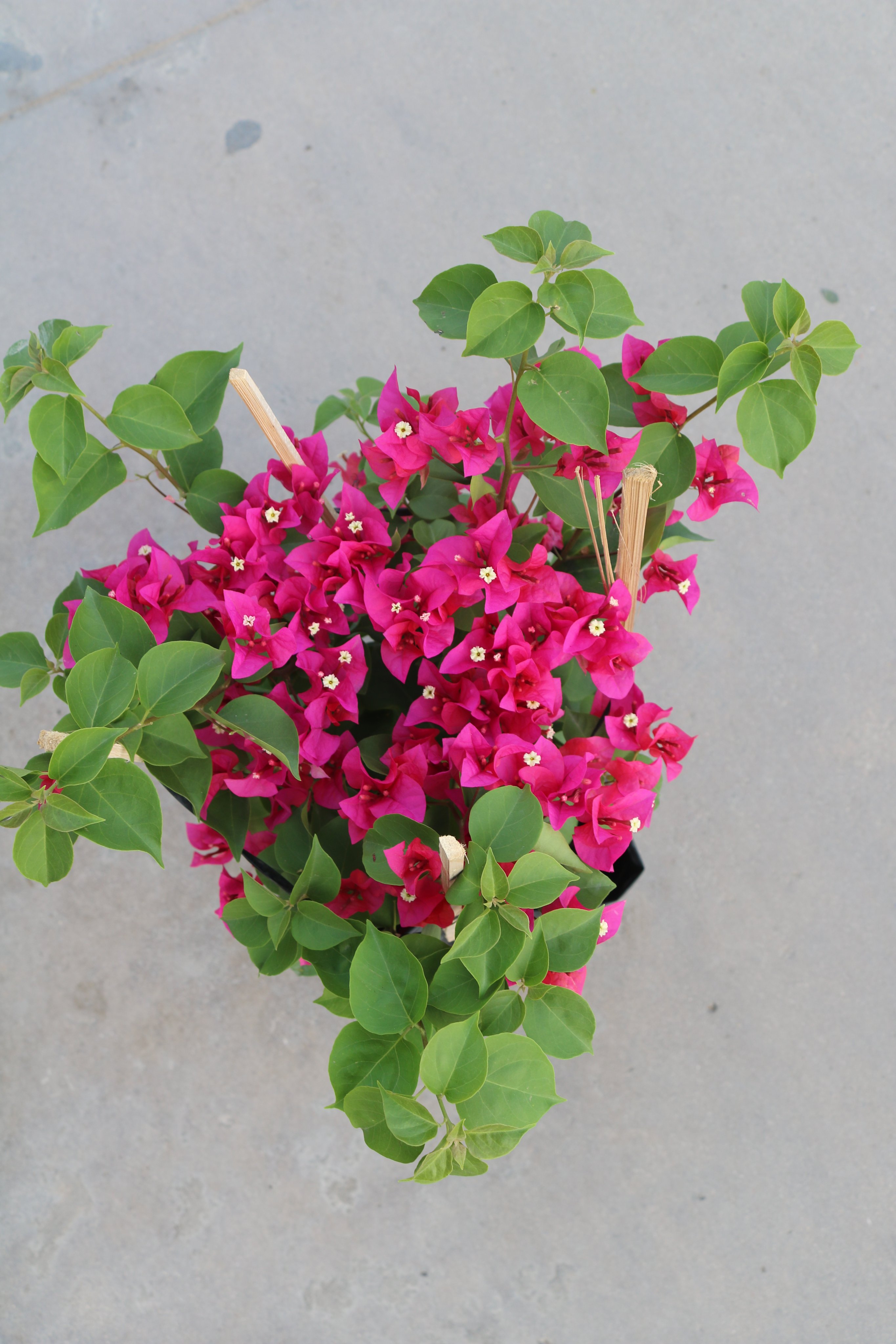 Cây Bông Giấy Mỹ - Cây Cảnh Sân Vườn