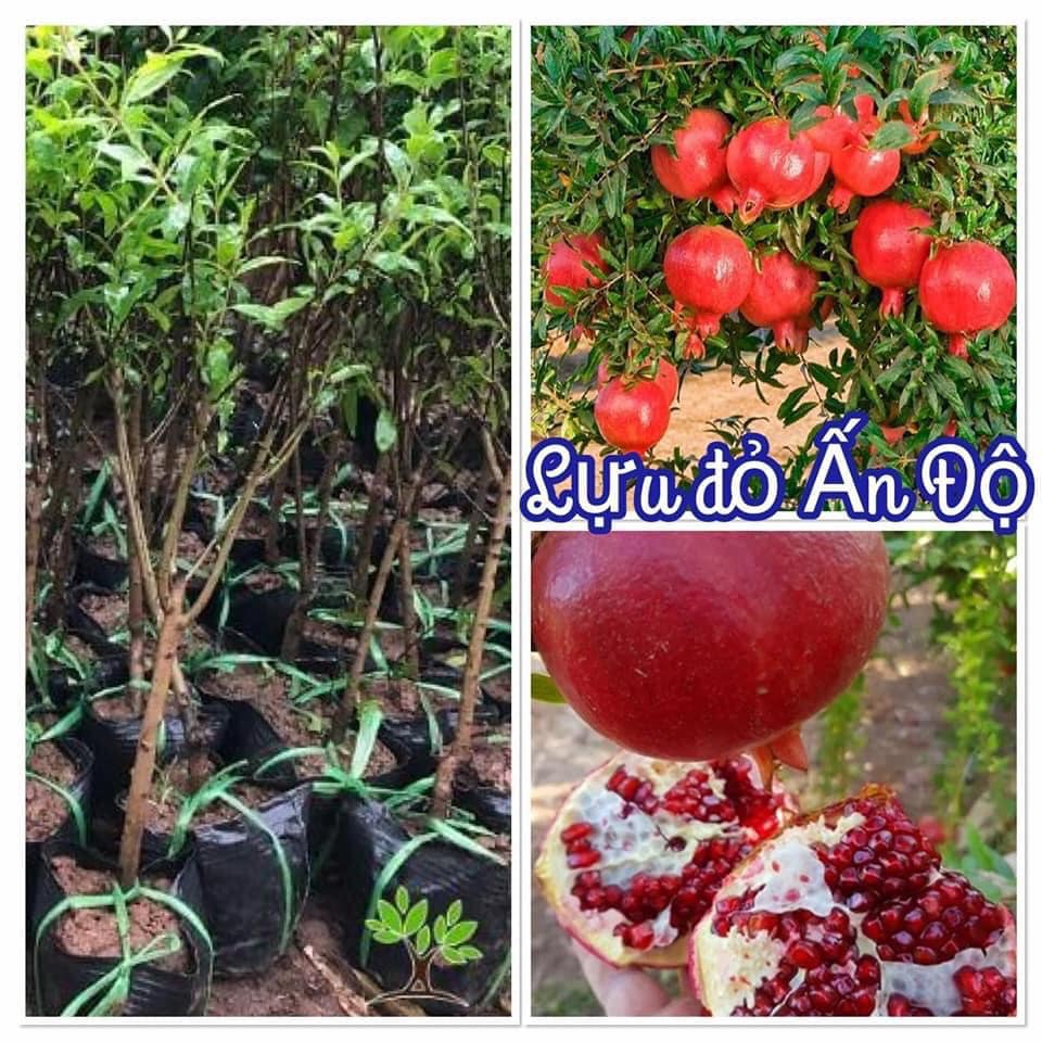 Cây giống Lựu đỏ Ấn Độ ( 18 tháng cho trái ). [ Cây dễ trồng, sinh trưởng tốt , TRỒNG CHẬU ĐƯỢC];