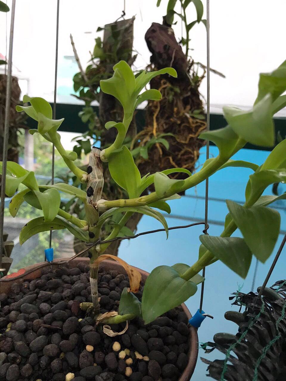 Phi điệp đột biến 5 CT BẠCH TUYẾT