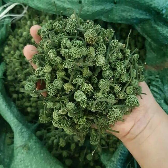 100g nụ hoa tam thất