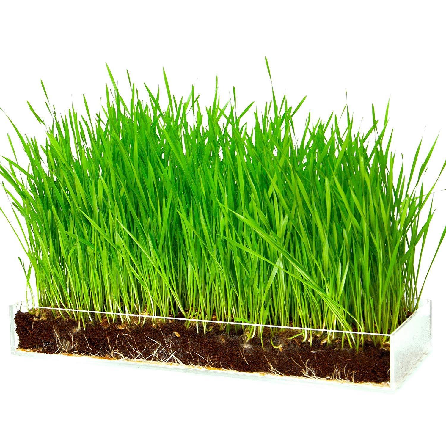 100g hạt giống cỏ lúa mì (cỏ lúa mạch/tiểu mạch) ươm nảy mầm.