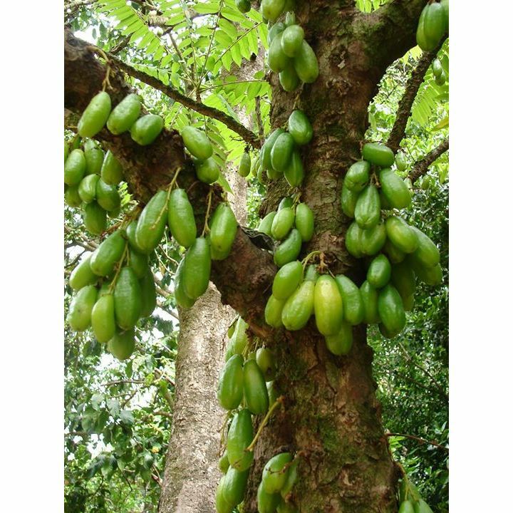 Cây khê tàu khế đài loan giống.