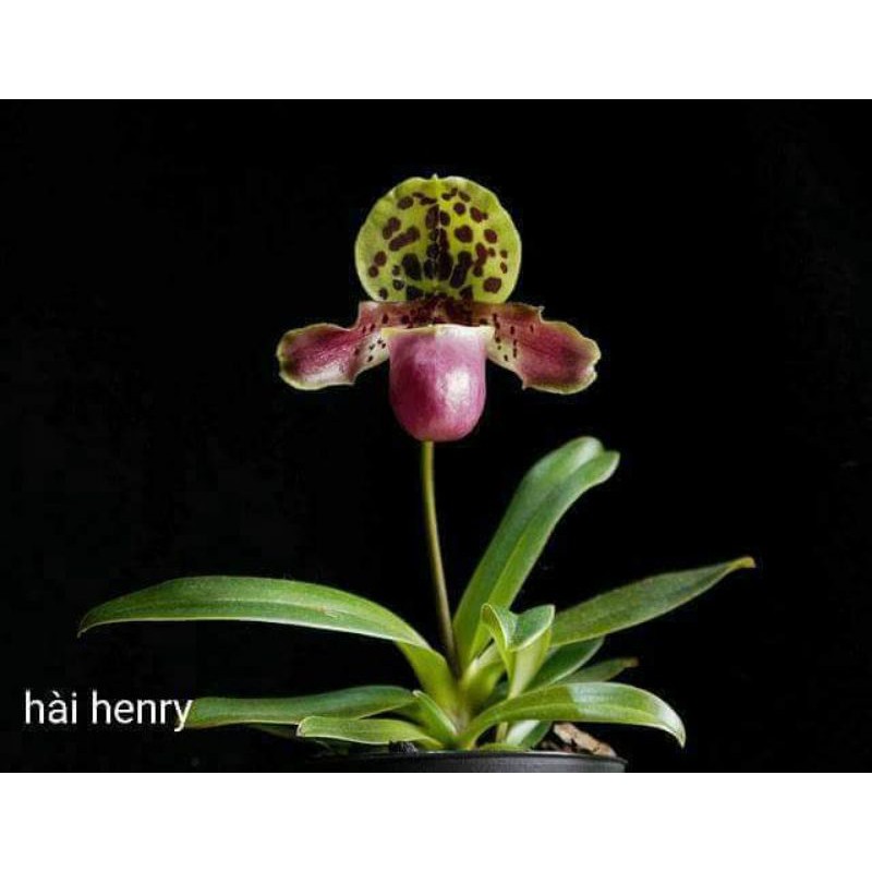 (Mới) Lan hài henry