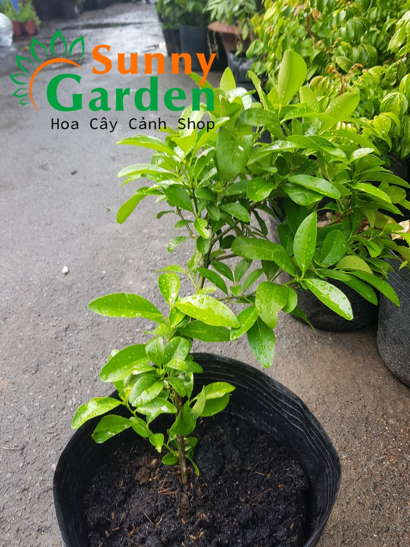 Cây Chanh Giống - Cây Ăn Quả được trồng để lấy quả uống nước, chế biến thức ăn, làm mứt quả,… Ngoài ra, cây chanh còn có thể được trồng trong chậu hoặc sân vườn; để làm cảnh, tạo không gian xanh, lấy quả