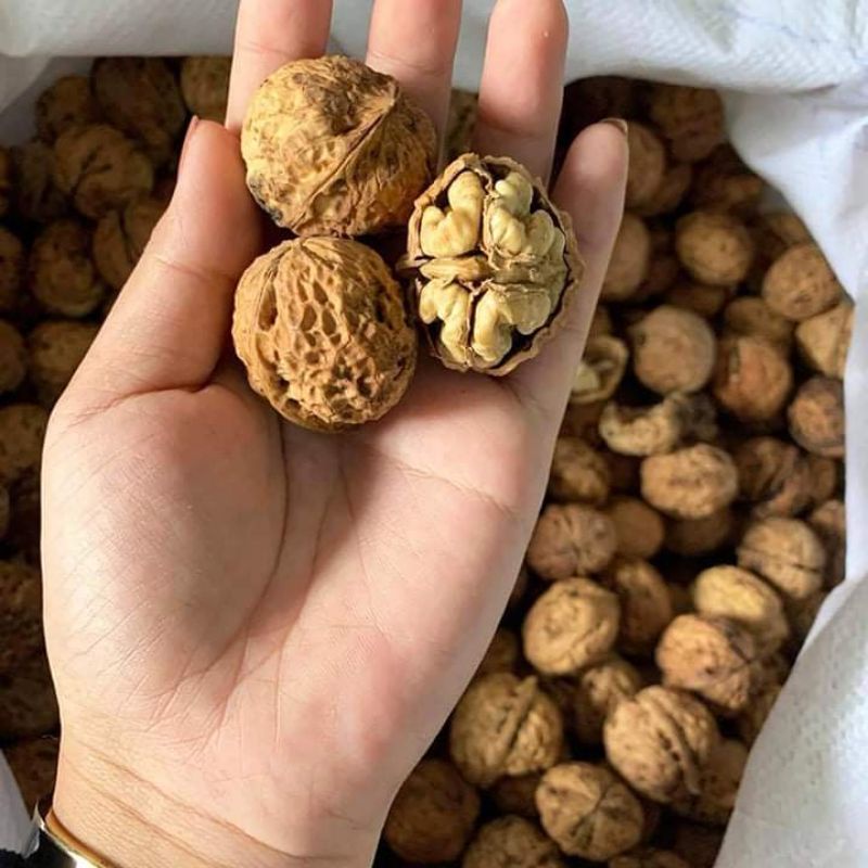[Nhập RS0822 giảm 30k cho đơn 99k]1KG QUẢ ÓC CHÓ SẦN SAPA
