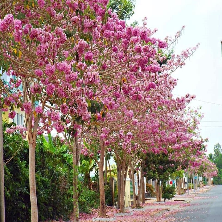 CÂY KÈN HỒNG GIỐNG