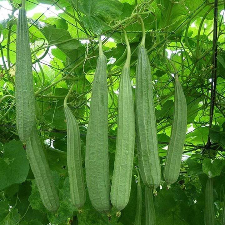 Farm Zone 70 Hạt giống mướp khía Thái Lan F1 giống khỏe trái sai PSV128 | Phởms Market
