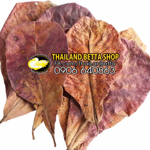 [HCM]20 LÁ BÀNG KHÔ TỰ NHIÊN