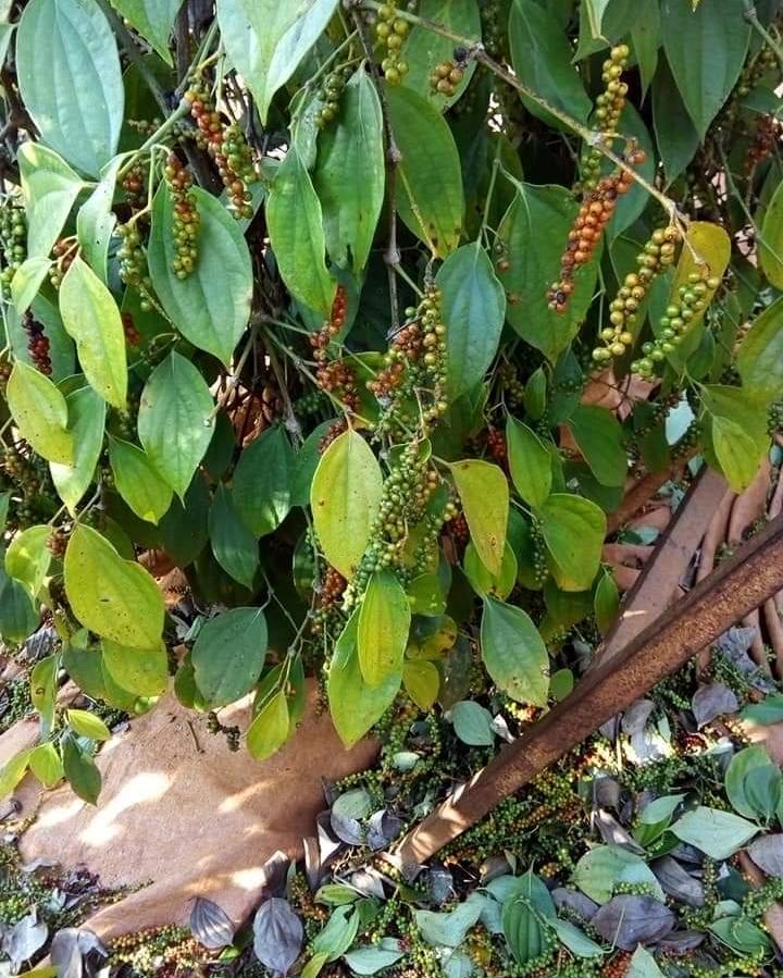 5 lạng hạt tiêu nhà, thơm cay