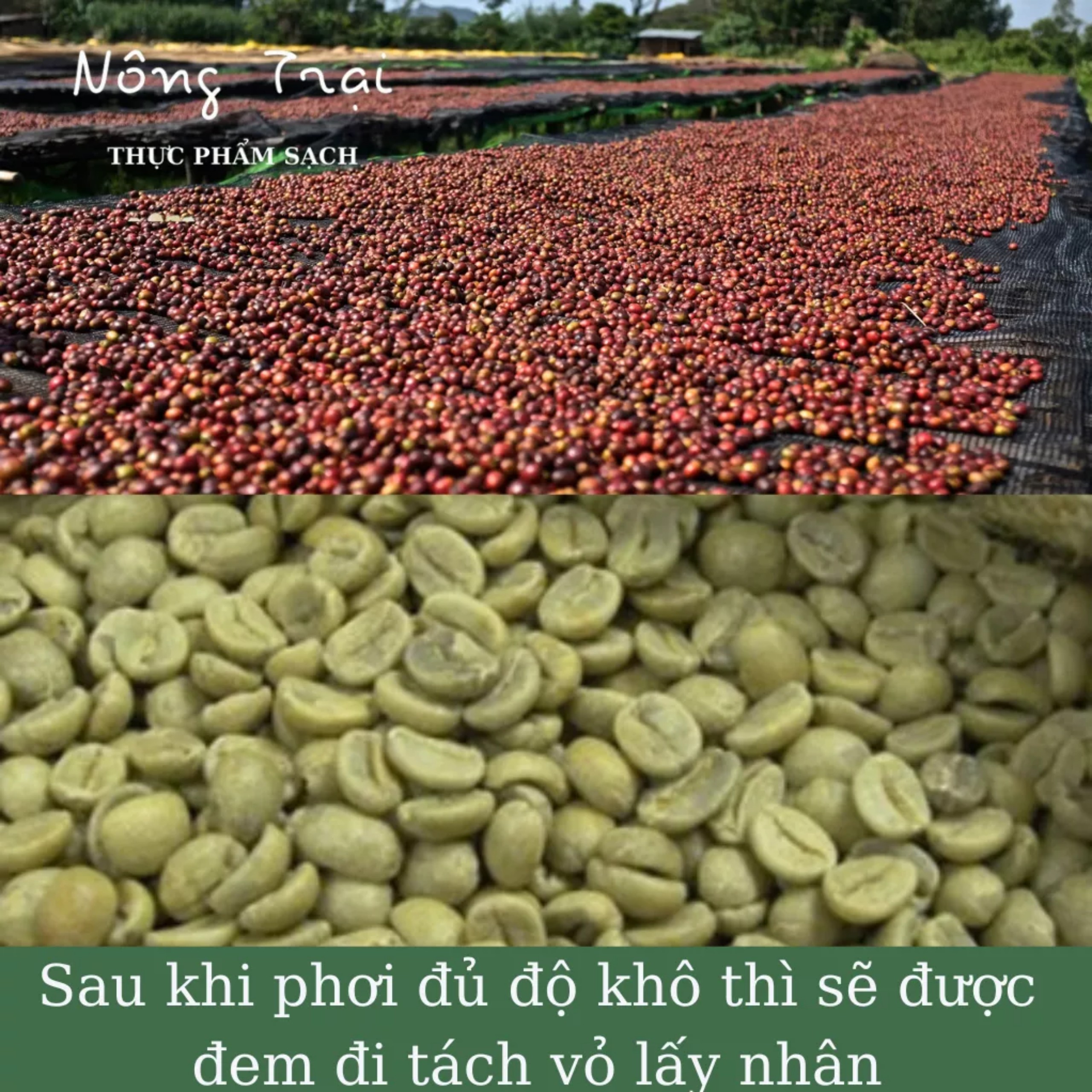 Cà phê Robusta - Cafe rang xay nguyên chất - cafe mộc 500G/gói