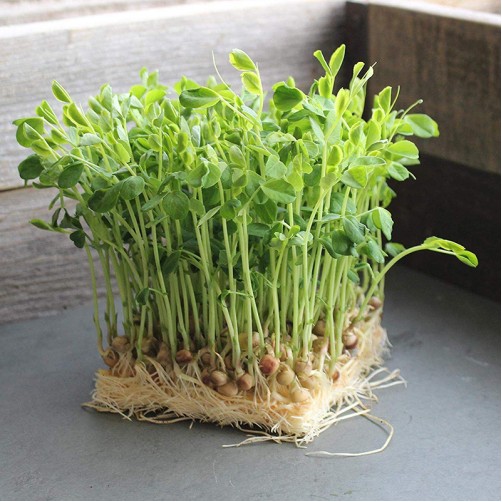 hạt giống mầm đậu hà lan