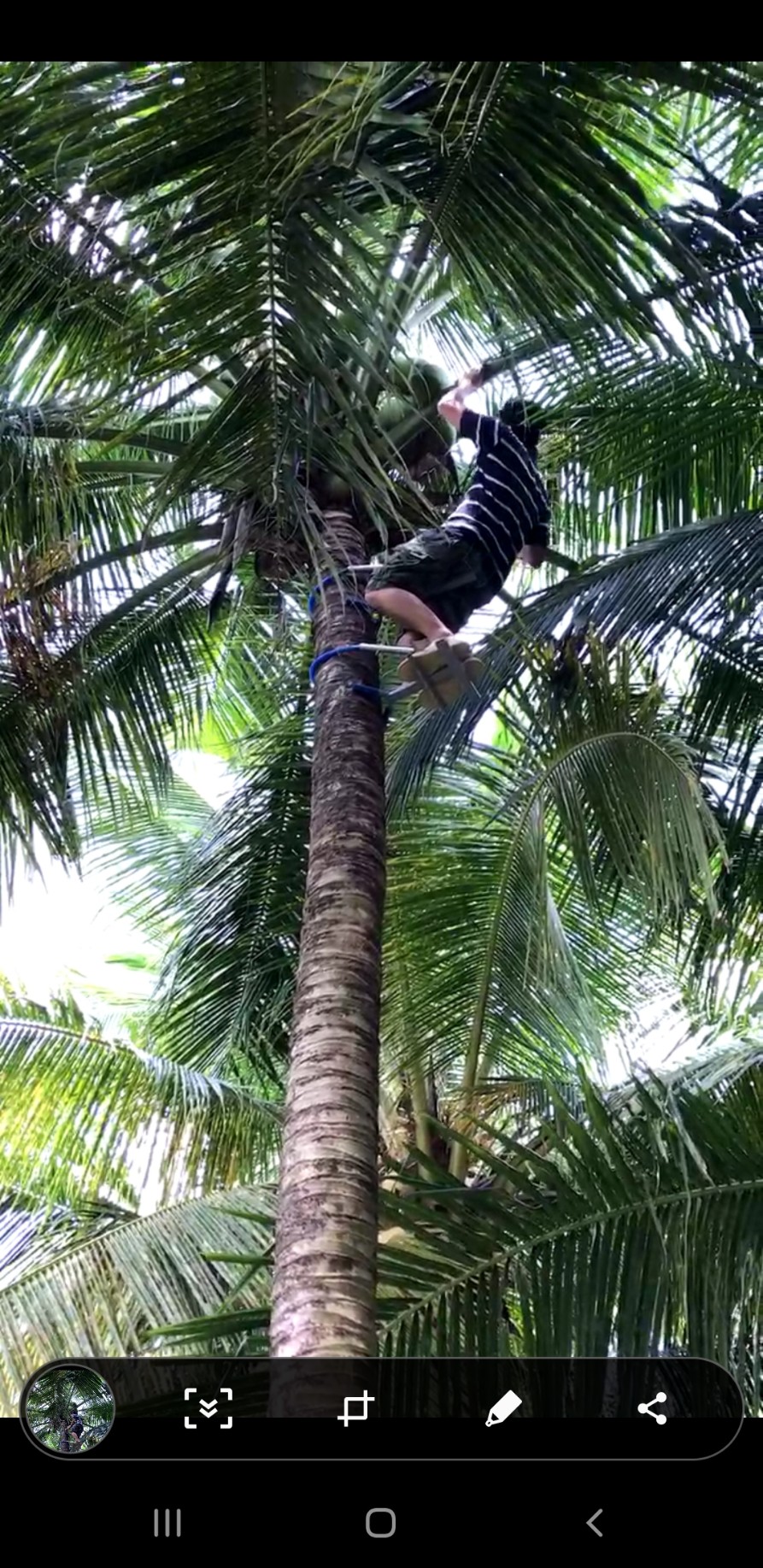 DỤNG CỤ LEO CÂY DỪA KIỂU NGỒI LEO