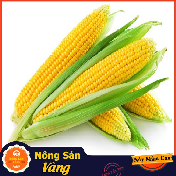 American corn (American corn) seed (10 gram package)-shallow yellow