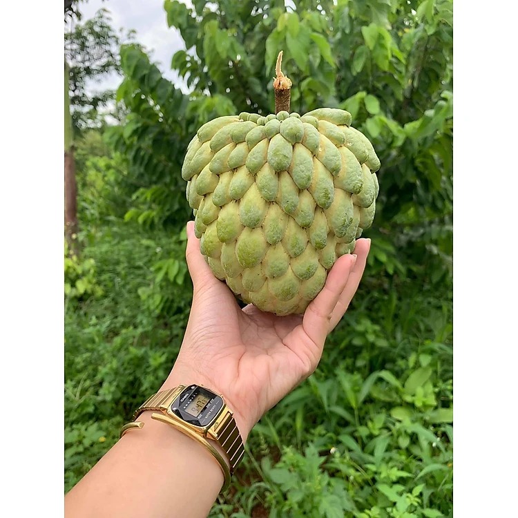 Mãng cầu na Thái Hoàng Hậu - kg