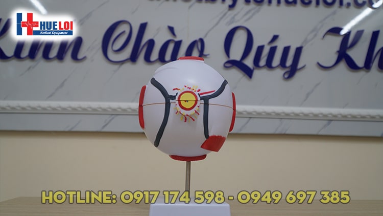 Mô hình giải phẫu mắt