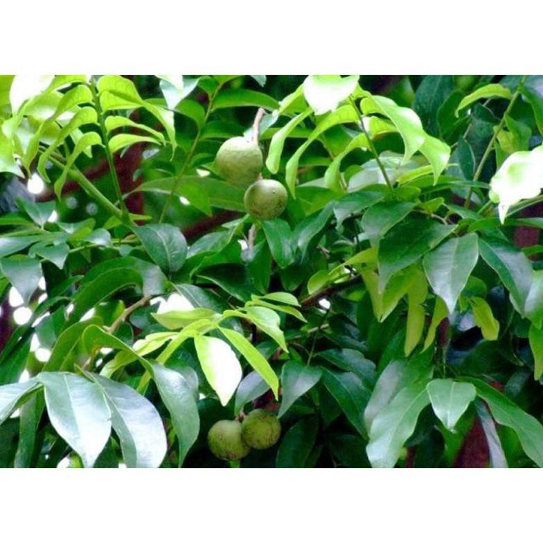 [ Xả - Cắt Lỗ ] Bán cây sấu choai