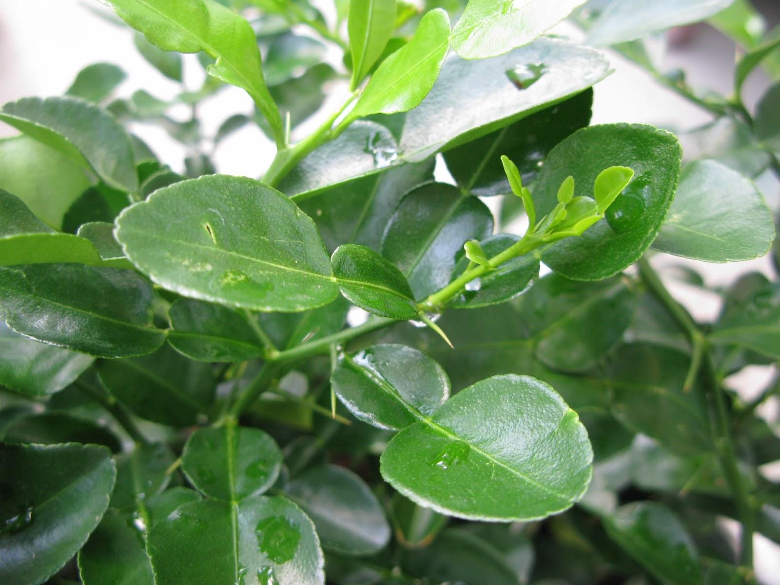 Cây Chanh Trúc ( Chanh Lá Số 8) - Chậu Rau Gia Vị