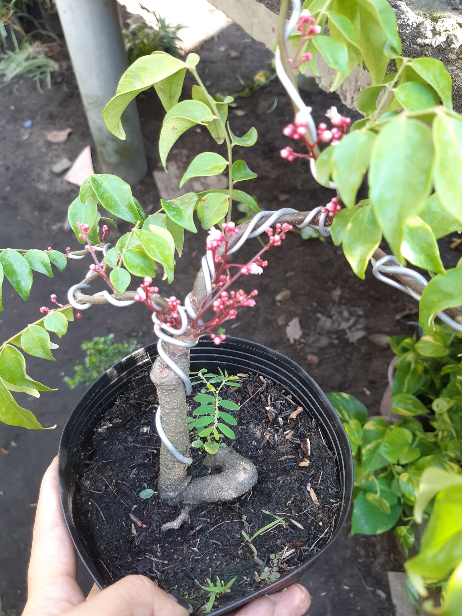 cây khế bonsai mini