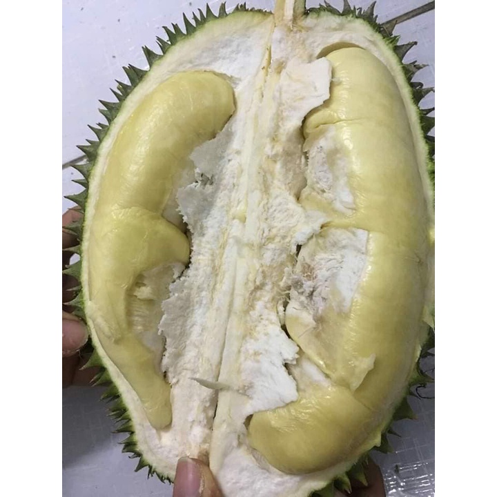 Cây giống Sầu Riêng Chuồng Bò. [ Giống ghép đầu dòng ]. (cây giống siêu sớm có bảo hành )