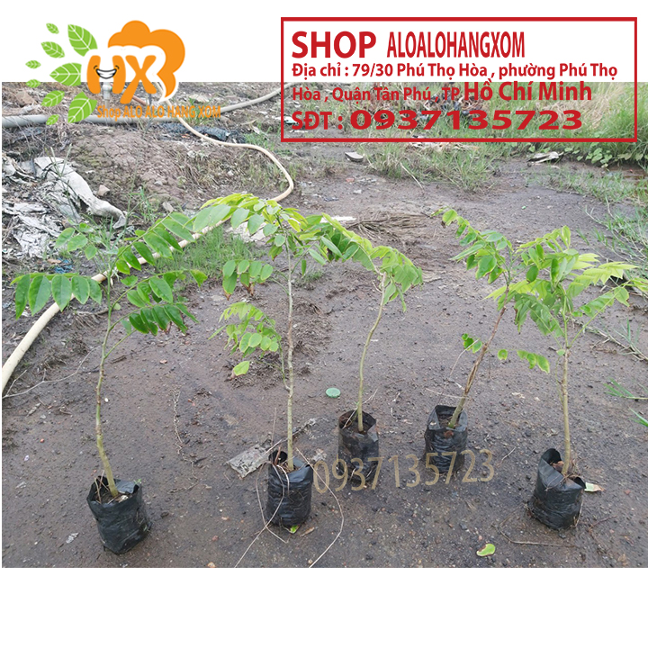 [HCM]combo 5 cây sưa đỏ -cây giống cao từ 15-35 cm