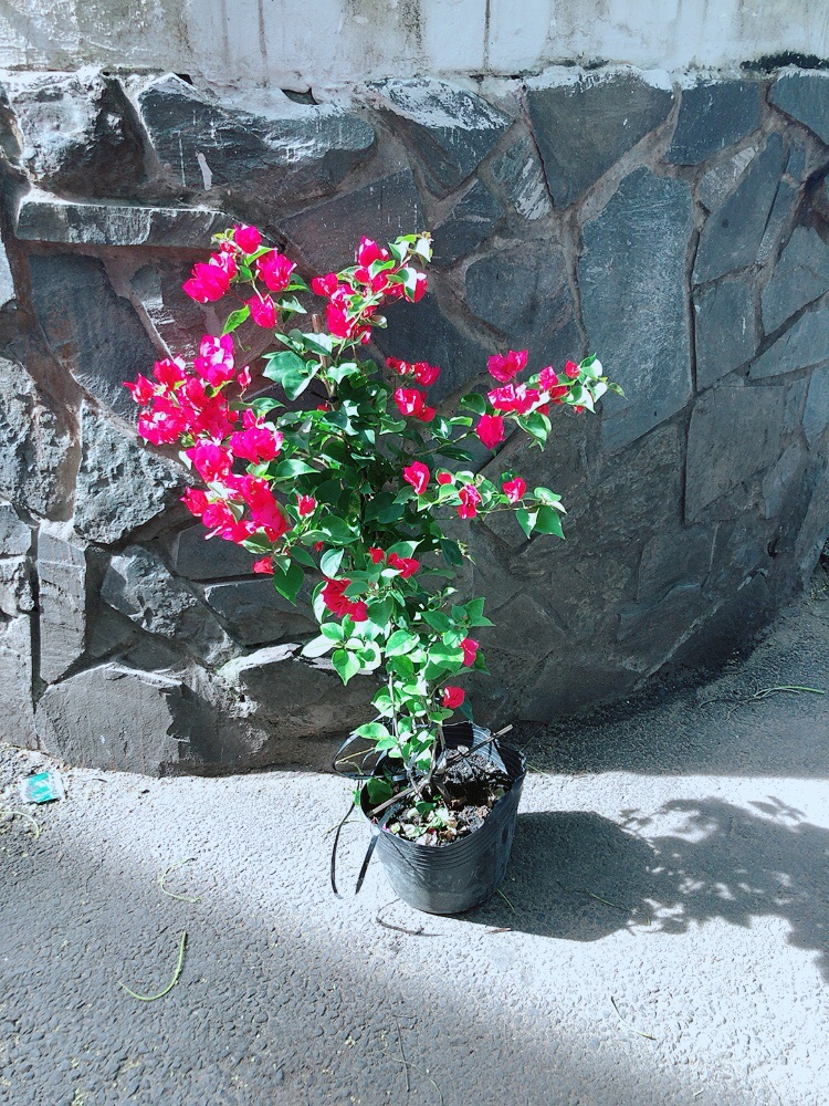 Cây Hoa Giấy