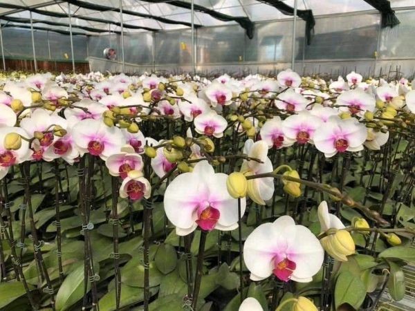 LAN HỒ ĐIỆP ĐẠI đang có ngồng Hoa